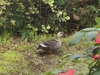 ファイル 1529-1.jpeg