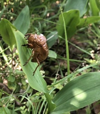 ファイル 1570-1.jpeg