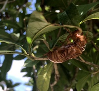 ファイル 1570-2.jpeg