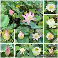 ファイル 1584-3.jpeg