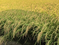 ファイル 1588-1.jpeg