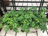 ファイル 1599-1.jpeg