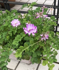 ファイル 1599-2.jpeg