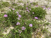 ファイル 1599-4.jpeg