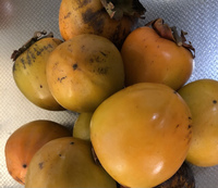 ファイル 1622-1.jpeg