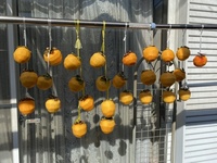 ファイル 1622-2.jpeg