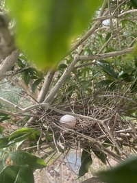 ファイル 1662-1.jpeg