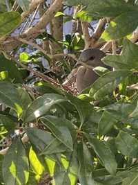 ファイル 1663-1.jpeg