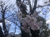 ファイル 1669-1.jpeg