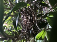 ファイル 1669-2.jpeg