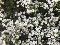 ファイル 1669-3.jpeg