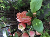 ファイル 1669-4.jpeg