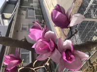 ファイル 1669-5.jpeg