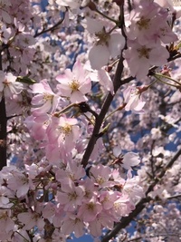 ファイル 1673-2.jpeg