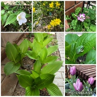 ファイル 1677-2.jpeg