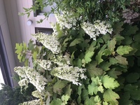 ファイル 1696-1.jpeg