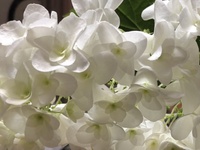 ファイル 1696-2.jpeg