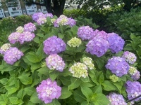 ファイル 1698-3.jpeg