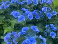 ファイル 1698-4.jpeg