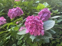 ファイル 1698-5.jpeg