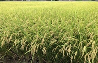 ファイル 1729-2.jpeg