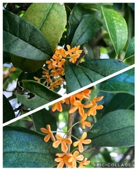 ファイル 1748-1.jpeg