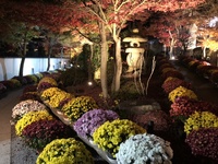 ファイル 1775-1.jpeg