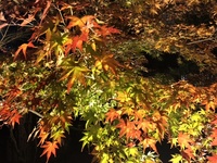 ファイル 1775-2.jpeg