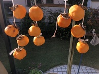 ファイル 1779-1.jpeg