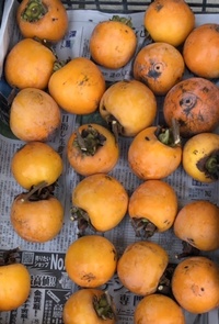 ファイル 1779-2.jpeg