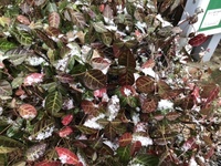 ファイル 1812-3.jpeg