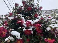 ファイル 1814-1.jpeg