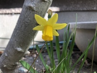 ファイル 1831-3.jpeg