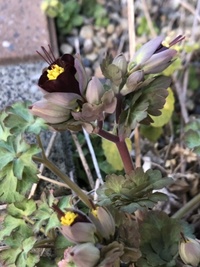 ファイル 1831-4.jpeg