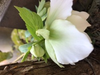 ファイル 1831-5.jpeg