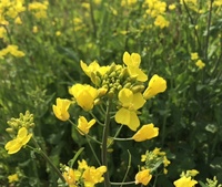 ファイル 1837-2.jpeg