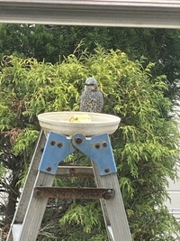 ファイル 1838-1.jpeg