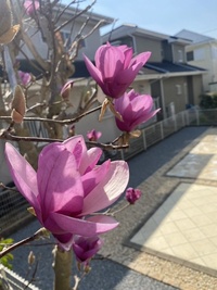 ファイル 1838-2.jpeg