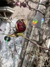 ファイル 1838-3.jpeg