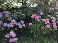 ファイル 1883-2.jpeg