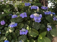 ファイル 1883-3.jpeg