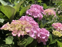 ファイル 1883-4.jpeg