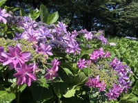 ファイル 1883-5.jpeg