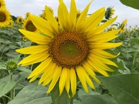 ファイル 1894-1.jpeg