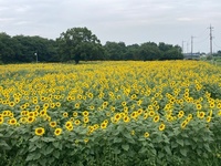 ファイル 1894-2.jpeg