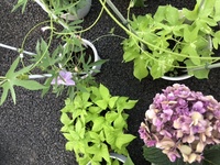 ファイル 1897-1.jpeg