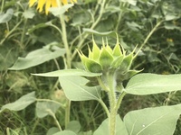 ファイル 1898-1.jpeg