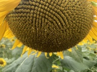 ファイル 1898-2.jpeg