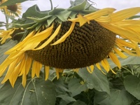 ファイル 1898-3.jpeg