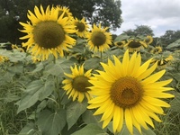 ファイル 1898-4.jpeg